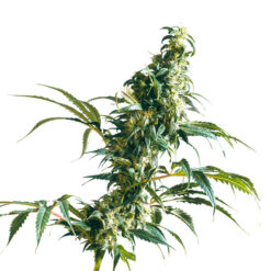 Mexican Sativa fem. Sensi Seeds