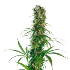 Michka fem. Sensi Seeds