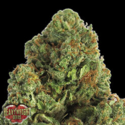 Midnight fem. Heavyweight Seeds