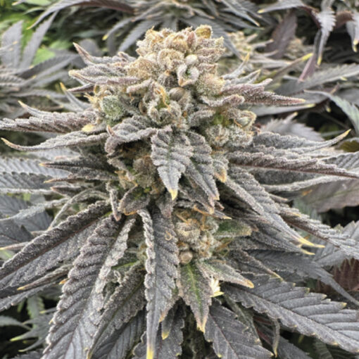 Midnight Zlap 3 u. fem Gratefull Seeds