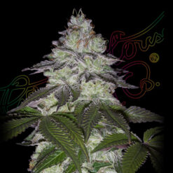 Milky Dreams fem. Green House