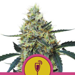 Mimosa fem. Royal Queen