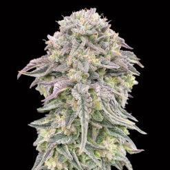 Mimosa fem. 00 Seeds