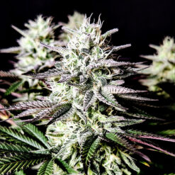 Mimosa 3 u. fem Pure Instinto