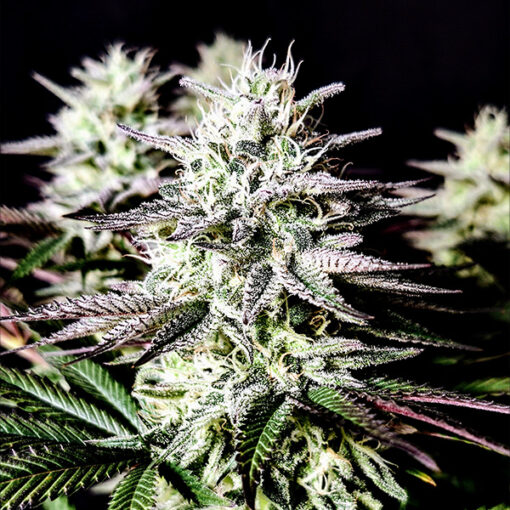 Mimosa 3 u. fem Pure Instinto