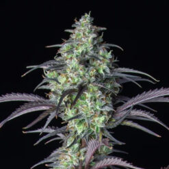 Mimosa Cake Auto fem. FastBuds Seeds