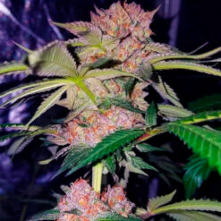 Mimosa Champagne fem. Female Seeds
