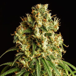 Mimosa Dream fem. Kannabia Seeds