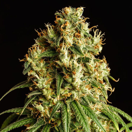 Mimosa Dream fem. Kannabia Seeds