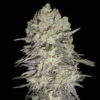 Mimosa Fast fem. 00 Seeds