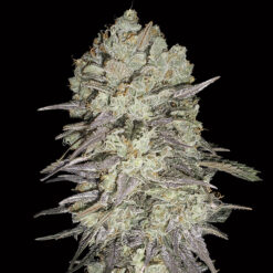 Mimosa Fast fem. 00 Seeds