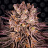 Mimosa x Orange Punch fem. Barney's