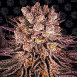 Mimosa x Orange Punch fem. Barney's