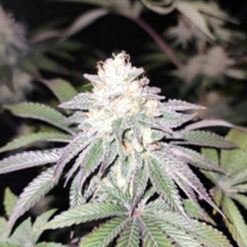 Mind Fulez fem. Limited Edition Gratefull Seeds