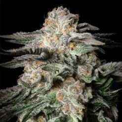 Mint Candy  3 ud Silent Seeds