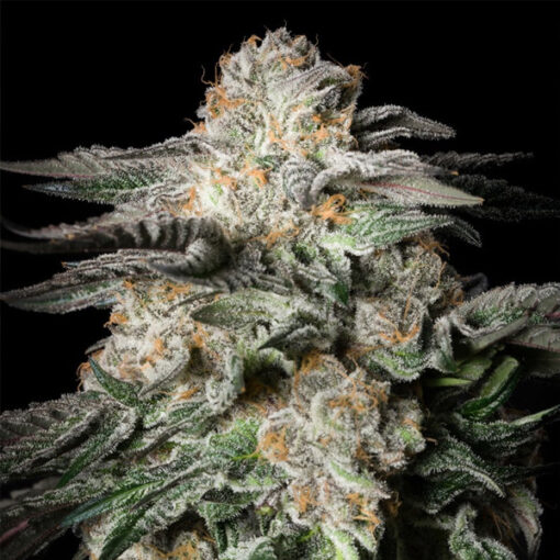 Mint Candy  3 ud Silent Seeds