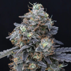 Minty Grape Kush 3 u. fem - USA Line- Pure Instinto