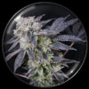 Mintzkittlez   3 u. fem. Medical seeds