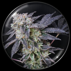 Mintzkittlez   3 u. fem. Medical seeds