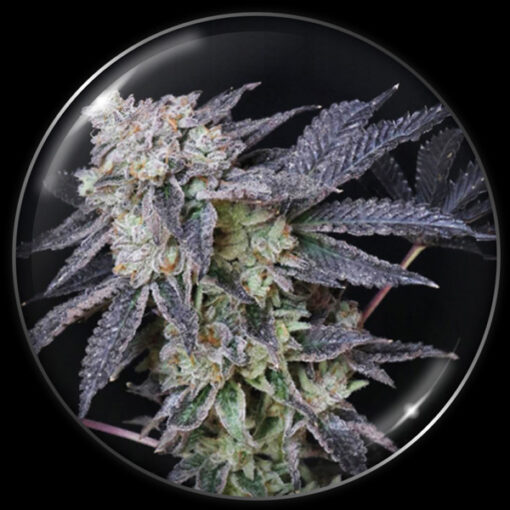 Mintzkittlez   3 u. fem. Medical seeds