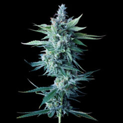 Miss DNA fem. DNA Genetics