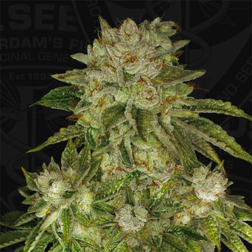 Mk - Ultra fem. T.H. Seeds