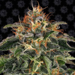 Moby Dick fem. Barney's