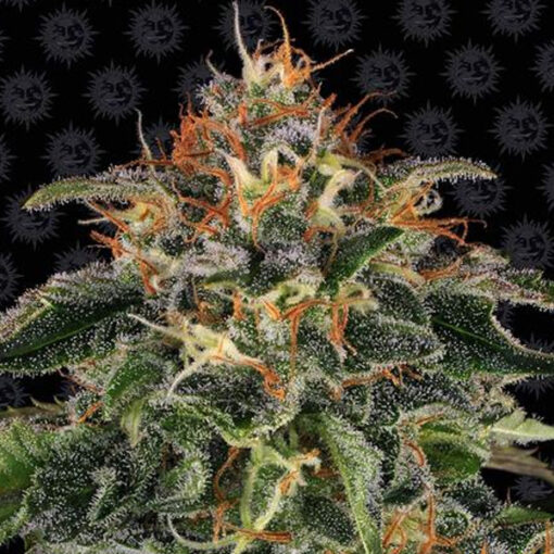 Moby Dick fem. Barney's