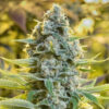 Moby Dick fem. Silent Seeds