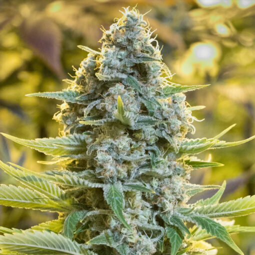 Moby Dick fem. Silent Seeds
