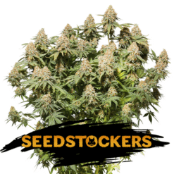 Moby Dick fem. Seedstockers