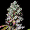 Mochi 3 u. fem - Exotic Line- Pure Instinto