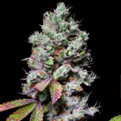 Mochi 3 u. fem - Exotic Line- Pure Instinto