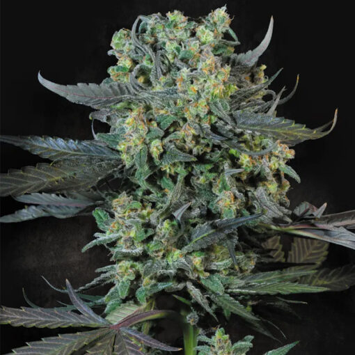 Momo  3 u. fem. Paradise Seeds