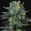 Momo  5 u. fem. Paradise Seeds