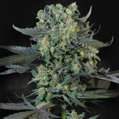 Momo  5 u. fem. Paradise Seeds