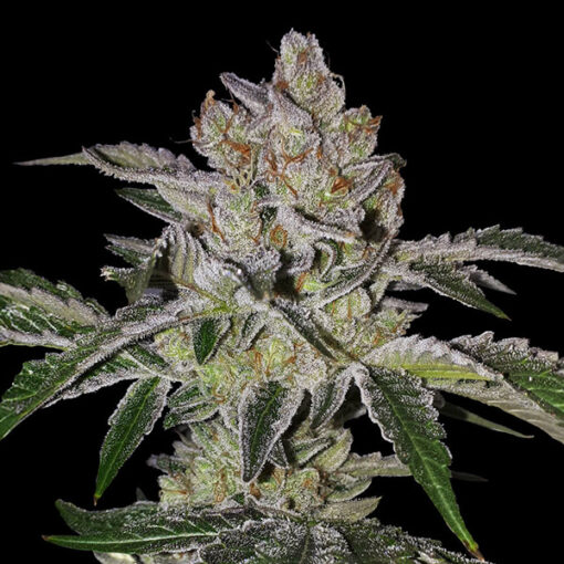 Mon Cherry 5 u. fem. 710 Limited Pack T.H. Seeds