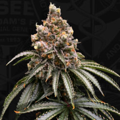 Mona Lisa fem. 710 Limited Pack T.H. Seeds
