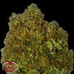 Money Bush fem. Heavyweight Seeds