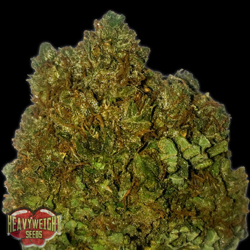 Money Bush fem. Heavyweight Seeds