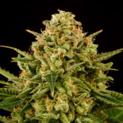 Monkey Grease fem. Kannabia Seeds