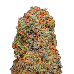 Monster Gelato fem. Monster Genetics