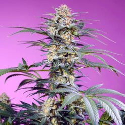 Monster Maker fem. Sweet Seeds