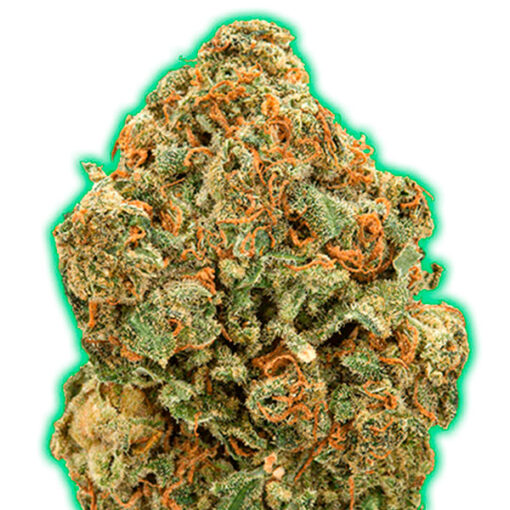 Monster Moby fem. Monster Genetics