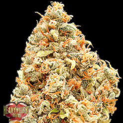 Monster Profit fem. Heavyweight Seeds