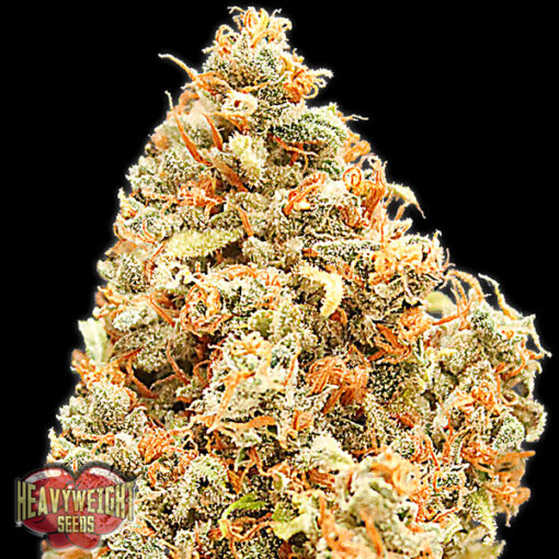 Monster Profit fem. Heavyweight Seeds