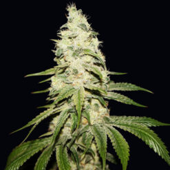 Mont Blanc fem. T.H. Seeds