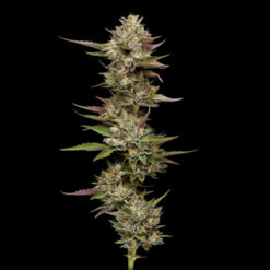Moonfog Feminized 3 u. fem Humbold Seeds Company