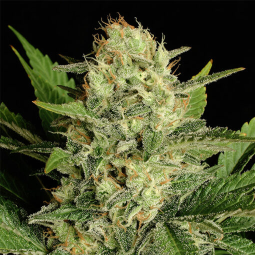 Motavation fem. Serious Seeds