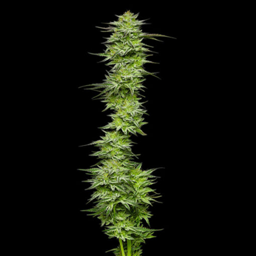 Mountaintop Mint 3 u. fem Humbold Seeds Company